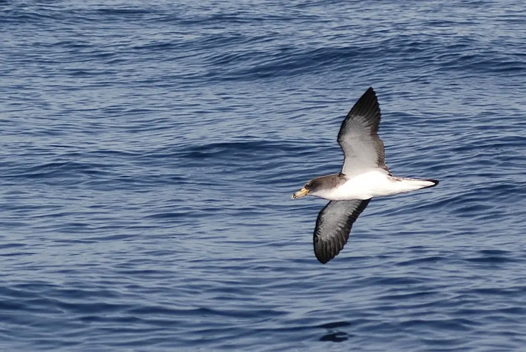 Cómo afectan las corrientes oceánicas a la biodiversidad de las Islas Cíes