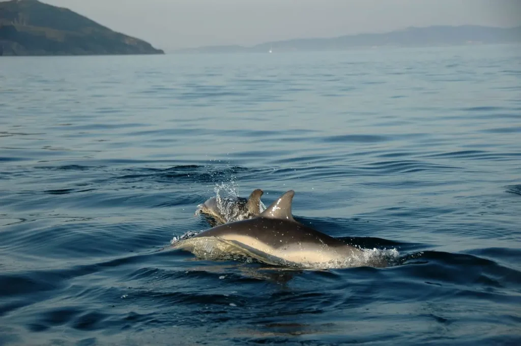 Delfines comunes y mulares