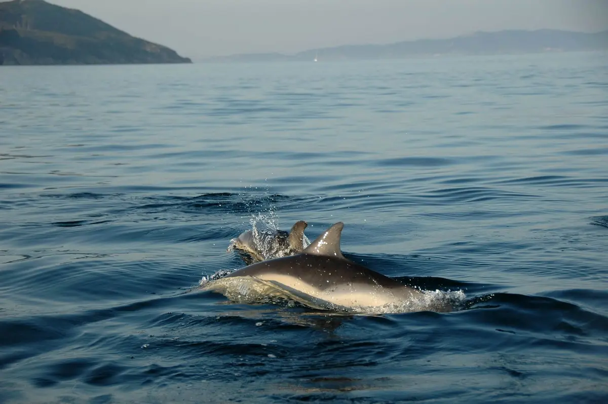 Delfines comunes y mulares