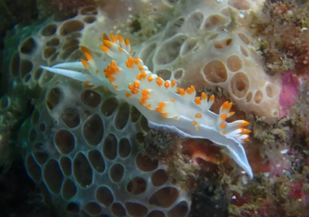 La flora submarina de las Islas Cíes: importancia y biodiversidad