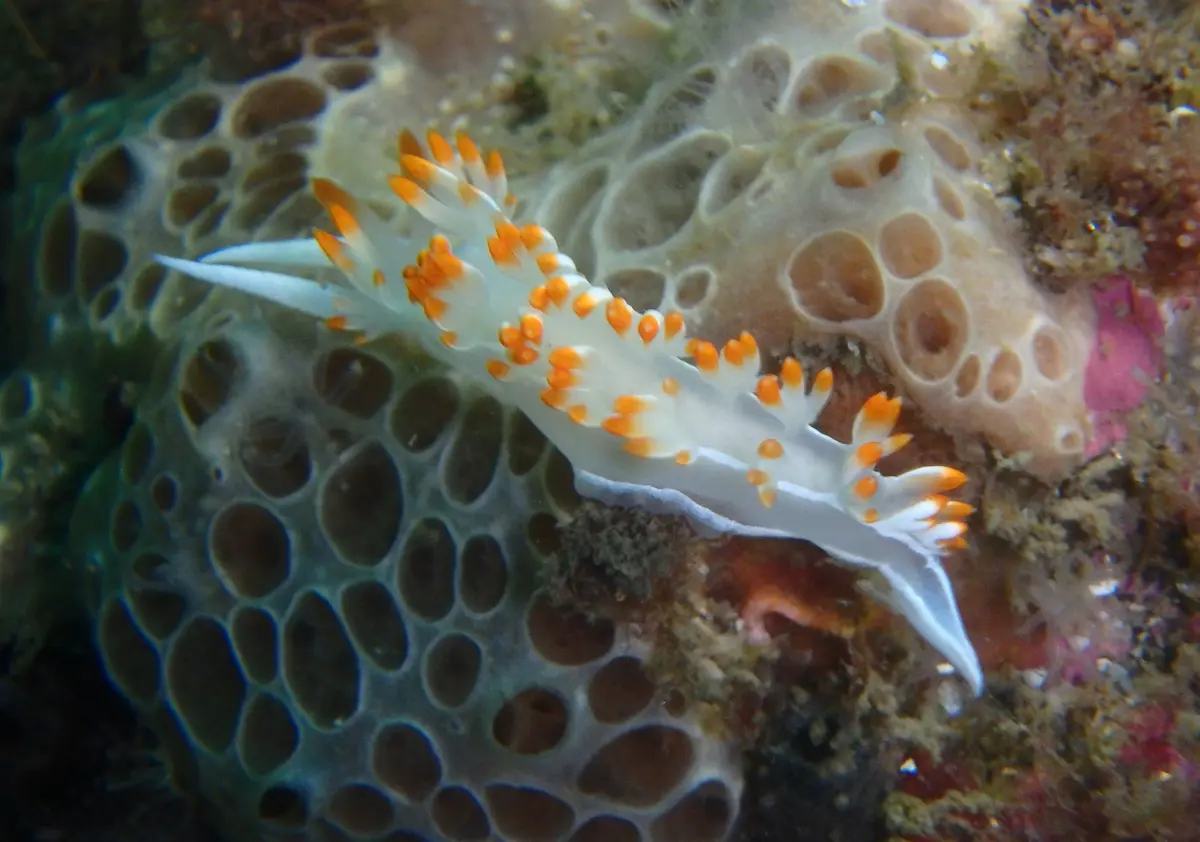 La flora submarina de las Islas Cíes: importancia y biodiversidad