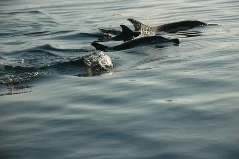 avistamiento de delfines en las Islas Cíes