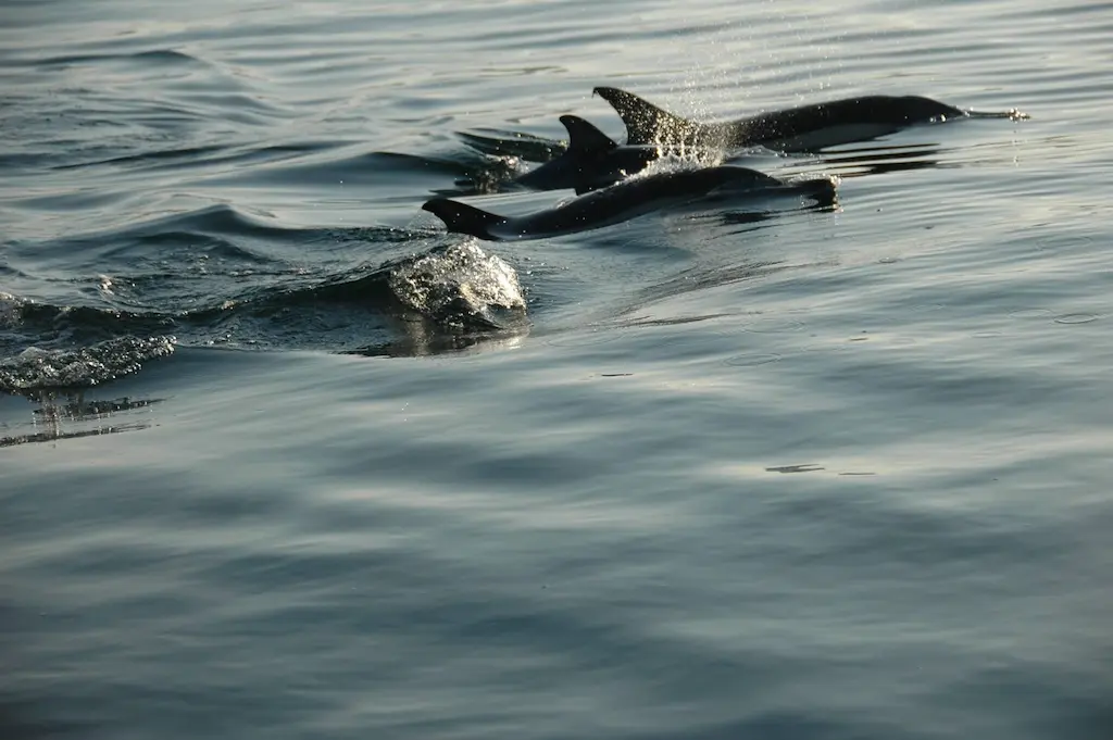 avistamiento de delfines en las Islas Cíes