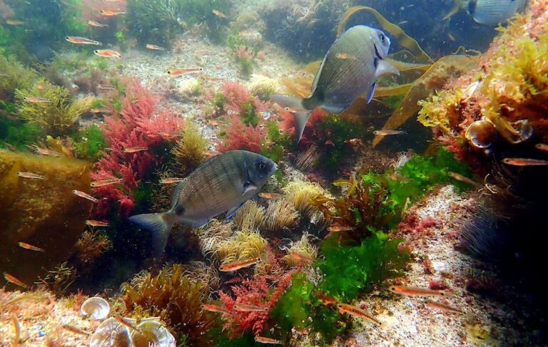 Cómo cambia la vida marina en las Islas Cíes según las estaciones del año